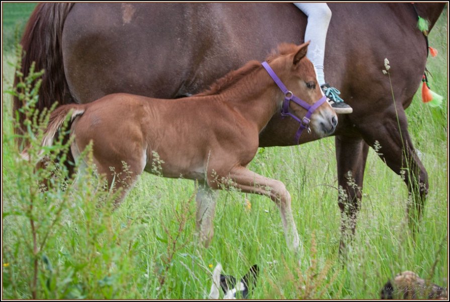 Asbach Fohlenshow 2014 049